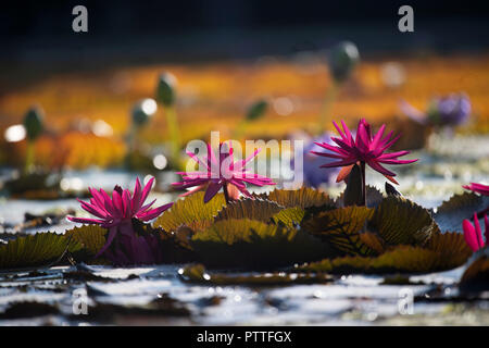 11 ottobre 2018, Baden-Wuerttemberg, Stoccarda: Water Lilies nuotare in un stagno Nella Wilhelma Zoological-Botanical giardino. Foto: Marijan Murat/dpa Foto Stock