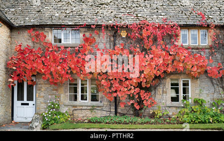 Foglie di vite a cambiare colore a copertura di un muro di casa. Abbassare Oddington, Cotswolds, Gloucestershire, Inghilterra Foto Stock