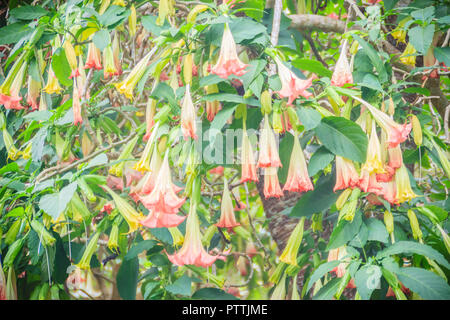 Rosa dell angelo fiori a campana (Brugmansia suaveolens) sulla struttura ad albero. Brugmansia suaveolens noto anche come angelo tromba, o Angelo lacrime, è un sud americana Foto Stock