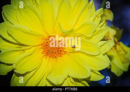 Dahlia giallo ibrido pieno fiore in fiore nel giardino. Dahlia è un genere di folte, tuberose, piante erbacee perenni piante native del Messico. Foto Stock