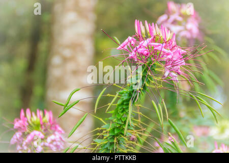 Rosa Cleome hassleriana fiore nel giardino. Specie di Cleome sono comunemente noti come spider fiori, piante spider, spider erbacce, o bee piante. Foto Stock