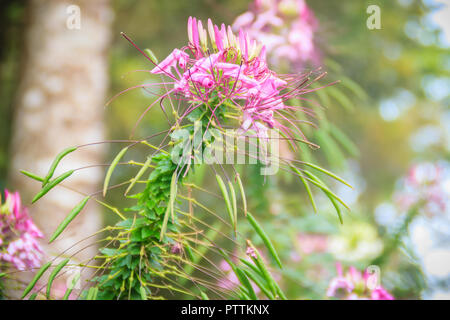 Rosa Cleome hassleriana fiore nel giardino. Specie di Cleome sono comunemente noti come spider fiori, piante spider, spider erbacce, o bee piante. Foto Stock