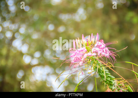 Rosa Cleome hassleriana fiore nel giardino. Specie di Cleome sono comunemente noti come spider fiori, piante spider, spider erbacce, o bee piante. Foto Stock