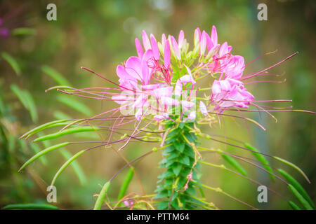 Rosa Cleome hassleriana fiore nel giardino. Specie di Cleome sono comunemente noti come spider fiori, piante spider, spider erbacce, o bee piante. Foto Stock