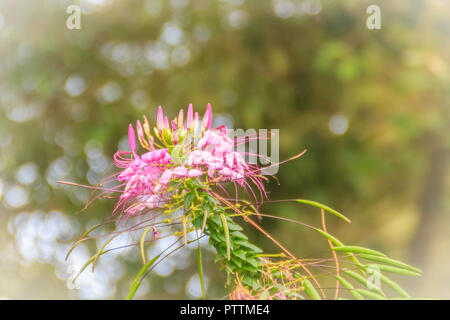 Rosa Cleome hassleriana fiore nel giardino. Specie di Cleome sono comunemente noti come spider fiori, piante spider, spider erbacce, o bee piante. Foto Stock