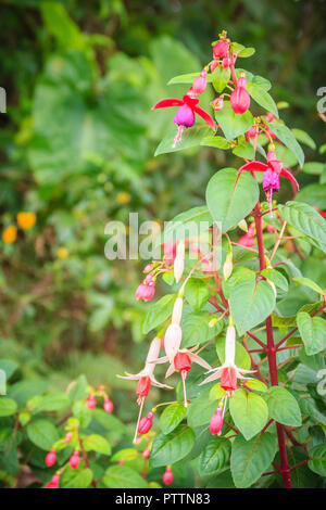 Rosa Fuchsia magellanica fiori su albero verde dello sfondo. È anche noto come il colibrì fucsia, Hardy fucsia, Lady's eardrops, Angelo orecchini Foto Stock