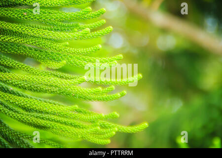 Isola Norfolk pine (Araucaria heterophylla) foglie verde dello sfondo. È anche noto come star pine, triangolo albero o Living Christmas tree, a causa di essa Foto Stock