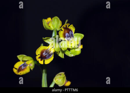 Wild orchidea gialla (Ophrys lutea) close-up Foto Stock