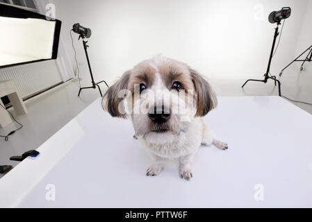 Un adorabile cane Havanese seduto in una foto in studio. Foto Stock