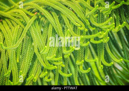 Isola Norfolk pine (Araucaria heterophylla) foglie verde dello sfondo. È anche noto come star pine, triangolo albero o Living Christmas tree, a causa di essa Foto Stock