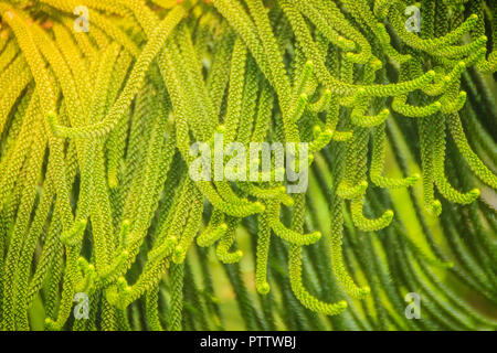 Isola Norfolk pine (Araucaria heterophylla) foglie verde dello sfondo. È anche noto come star pine, triangolo albero o Living Christmas tree, a causa di essa Foto Stock