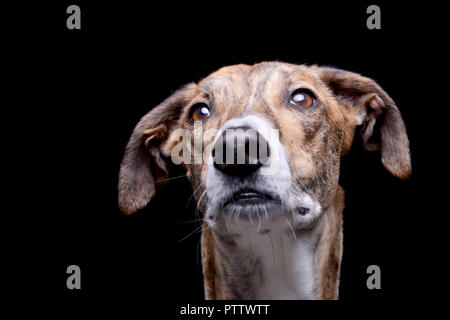 Ritratto di un adorabile agar Ungherese (Magyar agár) - isolato su sfondo nero. Foto Stock