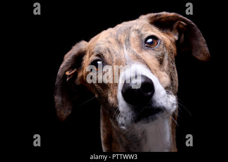 Ritratto di un adorabile agar Ungherese (Magyar agár) - isolato su sfondo nero. Foto Stock