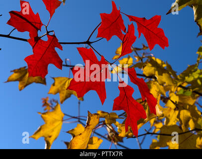 Foglie di quercia rossa Quercus rubra in autunno Foto Stock