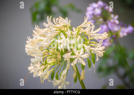 White allium mazzo di fiori. Allium è un genere di piante monocotiledoni piante fiorite che include centinaia di specie quali la cipolla coltivata, Foto Stock