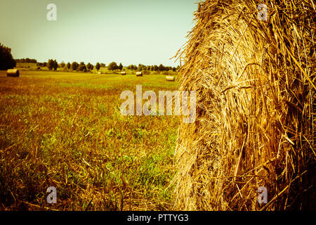 Balle di fieno sulla stoppia Foto Stock