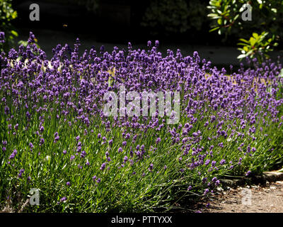 Ammassato i fiori di lavanda in inglese (Lavandula angustifolia) Foto Stock