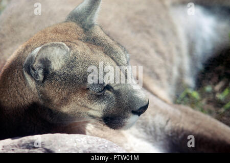 Close-Up di Cougar Sleeping Foto Stock