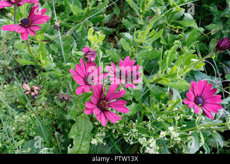 Fiori Osteospermum ibrido Maria soleggiato Foto Stock