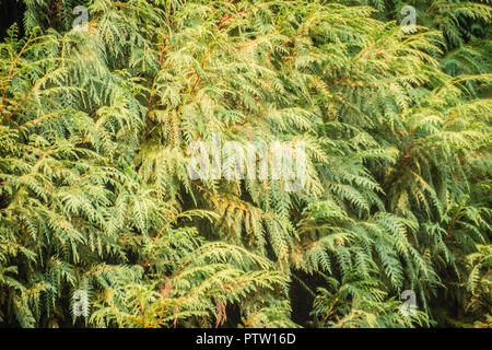 Evergreen Microbiota decussata (tappeto siberiano cypress, Russo arbor-vitae) tree sfondo. Microbiota è un genere monotypic di evergreen di conifere Foto Stock