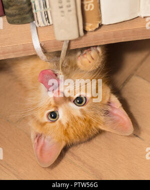 Lo zenzero giocoso gattino con linguetta di colore rosa. Il gatto domestico di 8 settimane di età. Felis silvestris catus. Tiny tabby kitty giacente sul retro sotto Libreria. Roguish pet. Foto Stock