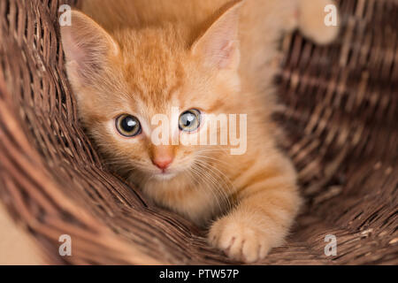 Lo zenzero delizioso gattino nel cesto di vimini. Il gatto domestico di otto settimane di età. Felis silvestris catus. Piccola tabby kitty. La faccia di close-up. Contatto con gli occhi. Piccoli animali. Foto Stock