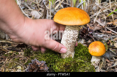 Raccolta funghi. Arancione boletes betulla close-up. Leccinum versipelle. Il cacciatore di funghi picking saporiti funghi porcini commestibili che crescono in MOSS. Piccolo e grande fungo. Foto Stock