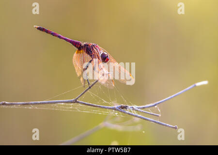 Violet dropwing (Trithemis annulata) darter dragonfly appollaiato su un bastone vicino al fiume di Cipro Foto Stock