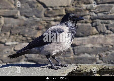 Raven o Crow a Fuerteventura - Corvus Corax Foto Stock