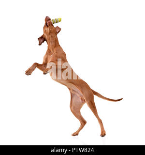 Un adorabile vizsla Ungherese (Magyar vizsla) cattura una gomma stick - isolato su sfondo bianco. Foto Stock