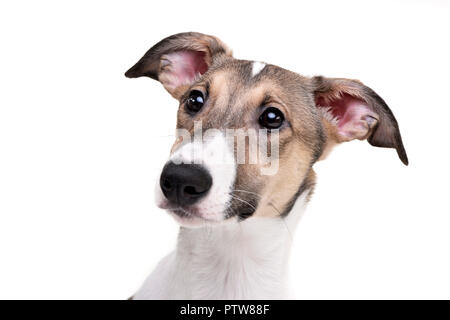 Ritratto di un adorabile agar Ungherese (Magyar agár) - isolato su sfondo bianco. Foto Stock