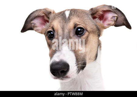 Ritratto di un adorabile agar Ungherese (Magyar agár) - isolato su sfondo bianco. Foto Stock