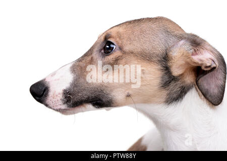 Ritratto di un adorabile agar Ungherese (Magyar agár) - isolato su sfondo bianco. Foto Stock