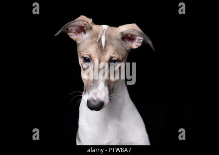 Ritratto di un adorabile agar Ungherese (Magyar agár) - isolato su sfondo nero. Foto Stock