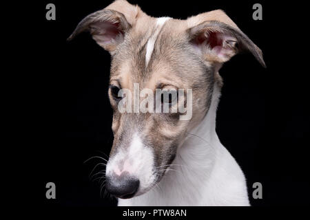 Ritratto di un adorabile agar Ungherese (Magyar agár) - isolato su sfondo nero. Foto Stock