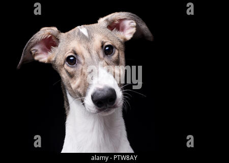 Ritratto di un adorabile agar Ungherese (Magyar agár) - isolato su sfondo nero. Foto Stock