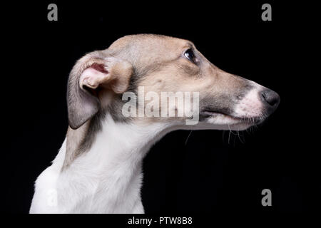 Ritratto di un adorabile agar Ungherese (Magyar agár) - isolato su sfondo nero. Foto Stock