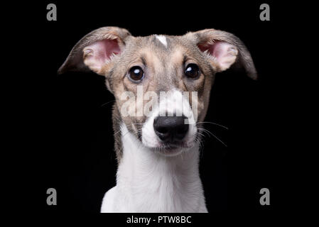 Ritratto di un adorabile agar Ungherese (Magyar agár) - isolato su sfondo nero. Foto Stock