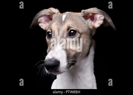 Ritratto di un adorabile agar Ungherese (Magyar agár) - isolato su sfondo nero. Foto Stock