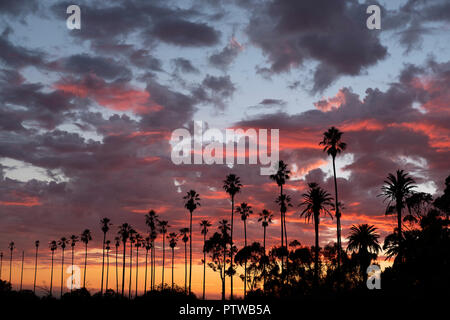 Tramonto su palme in Elysian Park Los Angeles Foto Stock