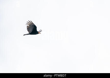 Pacaya Samiria Riserva, Perù, Sud America. Maggiore giallo-headed Vulture battenti. Foto Stock