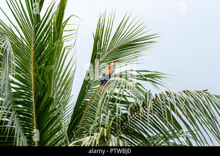 Puerto Miguel Perù, Sud America. Scarlet Macaw appollaiato in un albero di palma. Foto Stock