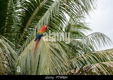 Puerto Miguel Perù, Sud America. Scarlet Macaw appollaiato in un albero di palma. Foto Stock