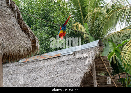 Puerto Miguel Perù, Sud America. Scarlet Macaw facendo acrobazie su un filo accanto ad alcune tetto di paglia case. Foto Stock