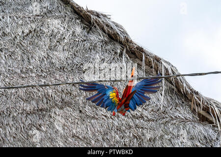 Puerto Miguel Perù, Sud America. Scarlet Macaw facendo acrobazie su un filo accanto ad alcune tetto di paglia case. Foto Stock