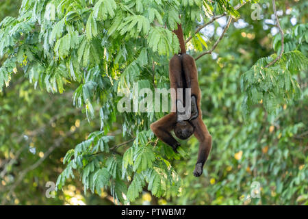 Pacaya Samiria Riserva, Perù, Sud America. Brown lanosi scimmia (o Comune lanosi scimmia o Humboldt's lanosi scimmia) appesa per la coda Foto Stock