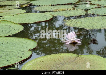 Puerto Miguel, Perù, Sud America. Lilypads gigante (Victoria amazzonia). Foto Stock