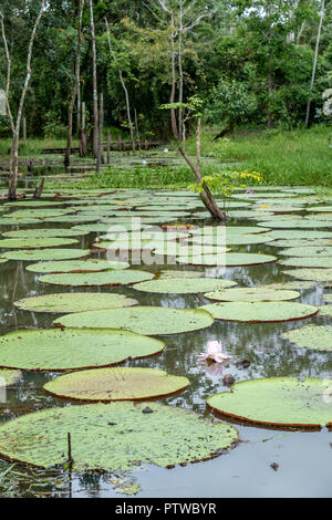 Puerto Miguel, Perù, Sud America. Lilypads gigante (Victoria amazzonia). Foto Stock