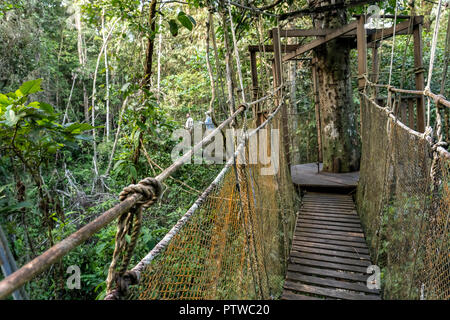 Amazon National Park, Perù, Sud Americano. Tettoia passerella a piedi nella foresta pluviale. Foto Stock