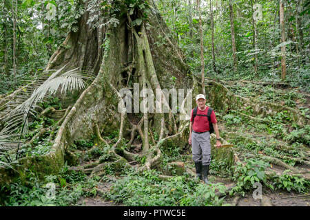 Amazon National Park, Perù, Sud America. Uomo in piedi con le radici di un grande albero di Ficus. (Per solo uso editoriale) Foto Stock